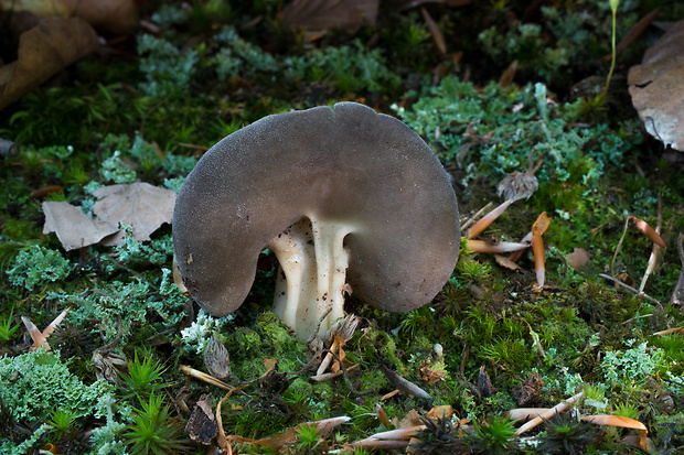 chriapač tmavý Helvella solitaria P. Karst.