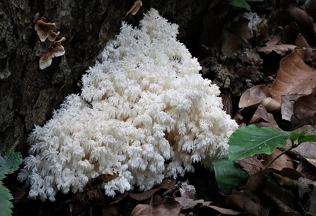 koralovec bukový Hericium coralloides (Scop.) Pers.