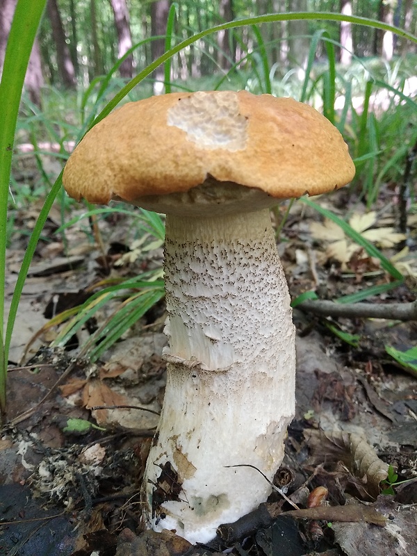 kozák osikový Leccinum albostipitatum den Bakker & Noordel.