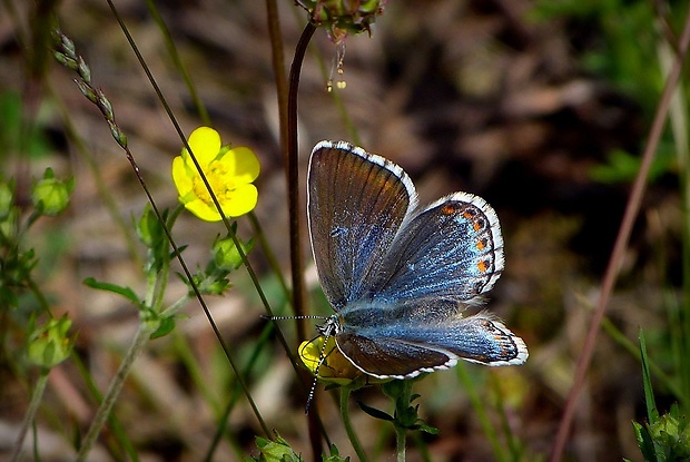 modráčik ďatelinový (sk) / modrásek jetelový (cz) Polyommatus bellargus Rottemburg, 1775