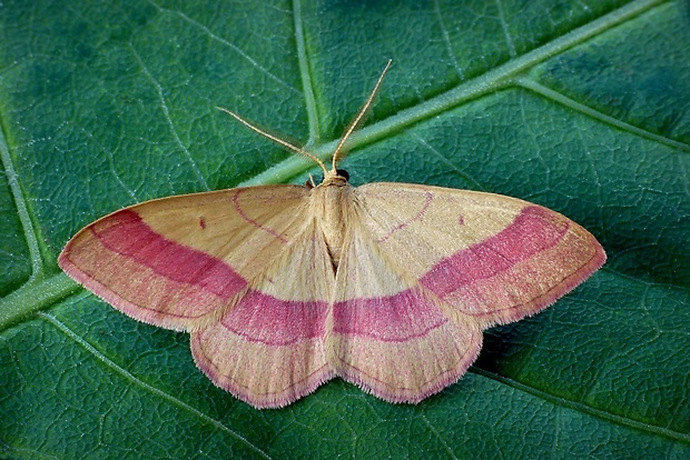 piadica prútnatcová (sk) / žlutokřídlec janovcový (cz) Rhodostrophia vibicaria Clerck, 1759