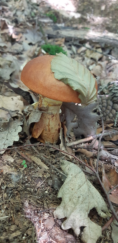 masliak smrekovcový Suillus grevillei (Klotzsch) Singer