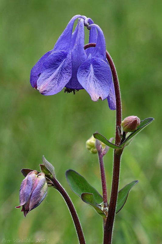 orlíček obyčajný Aquilegia vulgaris L.