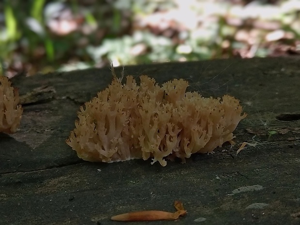 korunovec svietnikovitý Artomyces pyxidatus (Pers.) Jülich