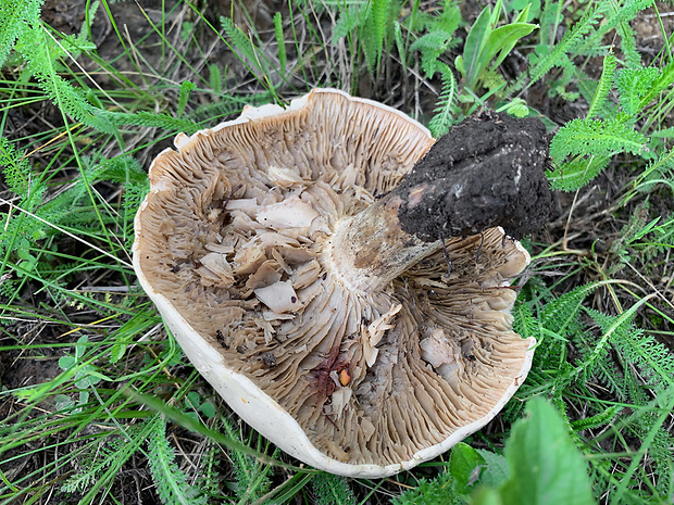 čechratec stepný Aspropaxillus lepistoides (Maire) Kühner & Maire