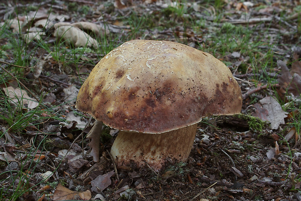 hríb sosnový Boletus pinophilus Pil. et Dermek in Pil.