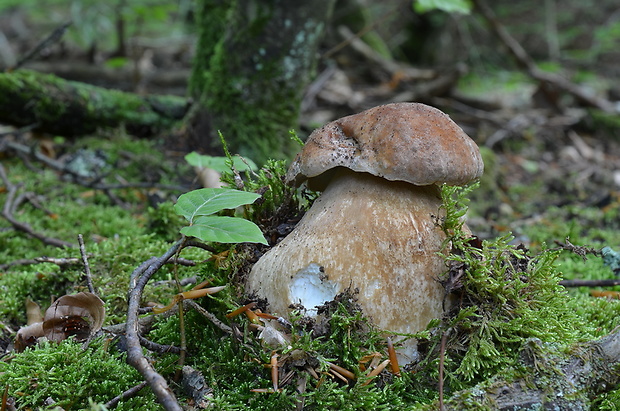 hríb dubový Boletus reticulatus Schaeff.