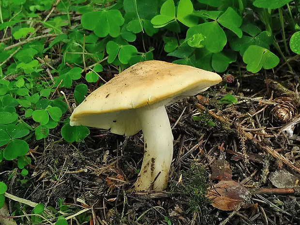 čírovnica májová Calocybe gambosa (Fr.) Donk