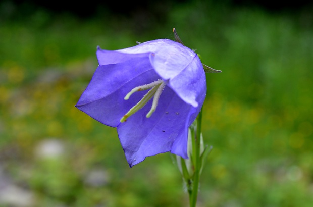 zvonček broskyňolistý Campanula persicifolia L.