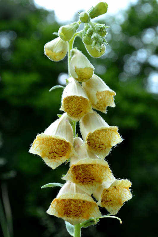 náprstník veľkokvetý Digitalis grandiflora Mill.