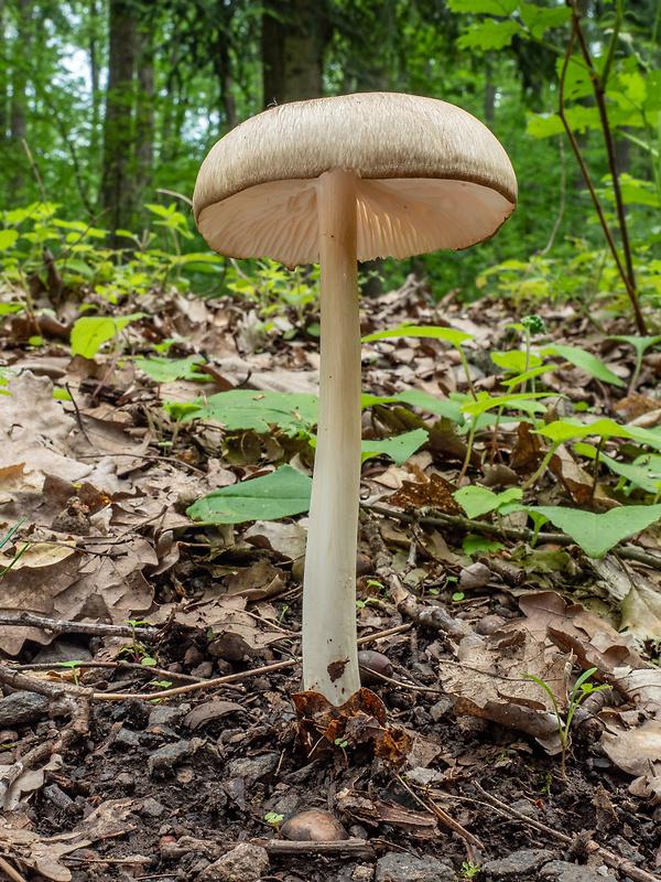 povraznica širokolupeňová Megacollybia platyphylla (Pers.) Kotl. & Pouzar