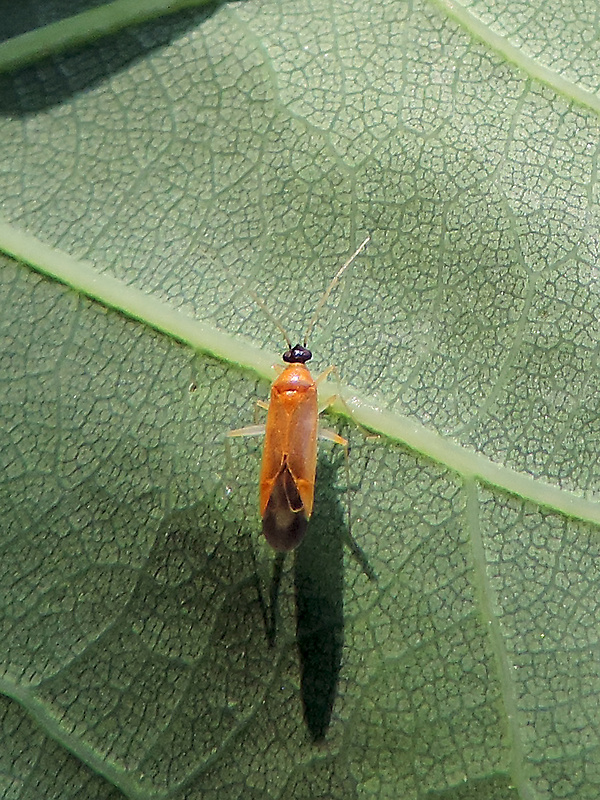 bzdôška / klopuška černohlavá Phylus melanocephalus Linnaeus, 1767