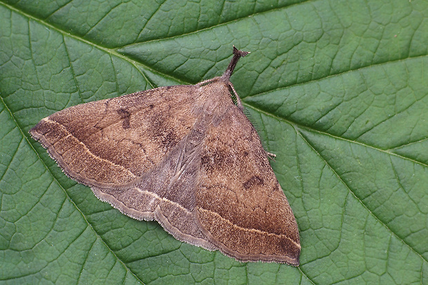 pamora vlnopriečkatá ♂ Polypogon plumigeralis