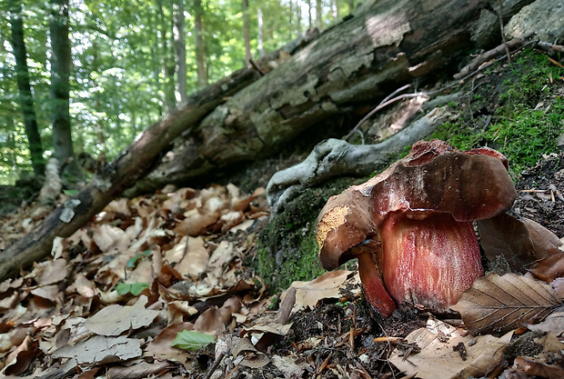 hríb zrnitohlúbikový Sutorius luridiformis (Rostk.) G. Wu & Zhu L. Yang