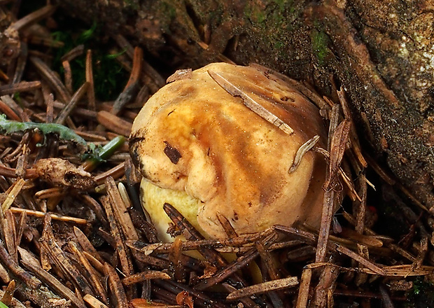 hríb zrnitohlúbikový Sutorius luridiformis (Rostk.) G. Wu & Zhu L. Yang