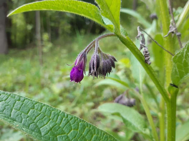 kostihoj lekársky Symphytum officinale L.