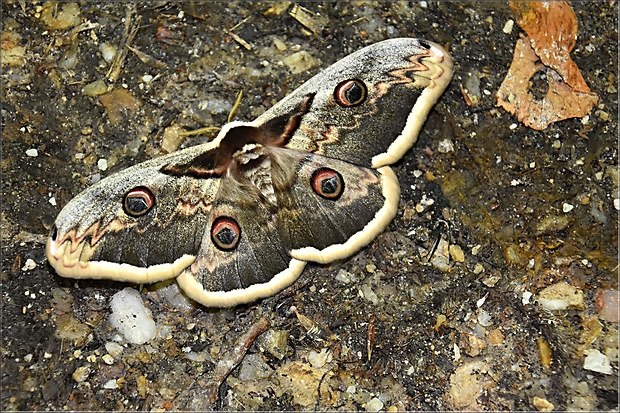 okáň hruškový  Saturnia pyri