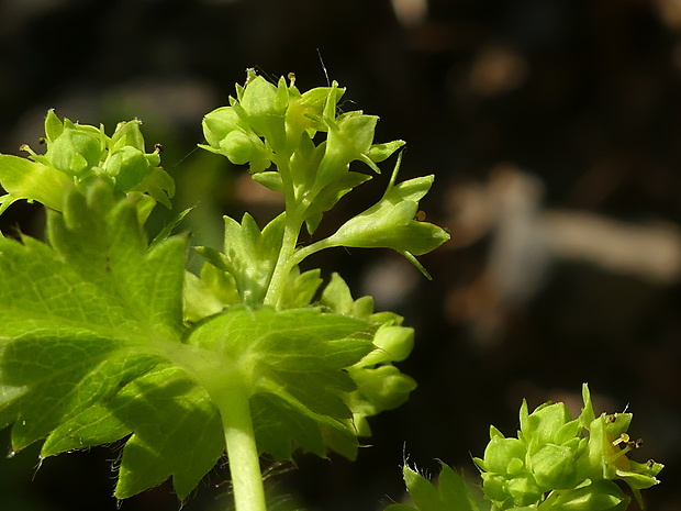 alchemilka Alchemilla micans