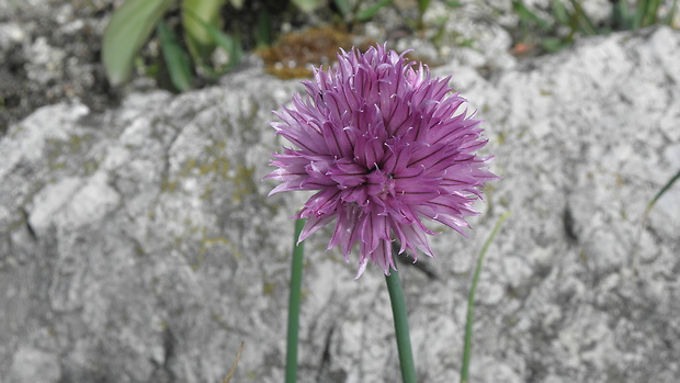 cesnak pažítkový alpínsky Allium schoenoprasum subsp. alpinum (DC.) Čelak.