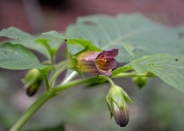 ľuľkovec zlomocný Atropa bella-donna L.