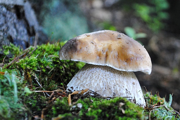 hríb smrekový Boletus edulis Bull.