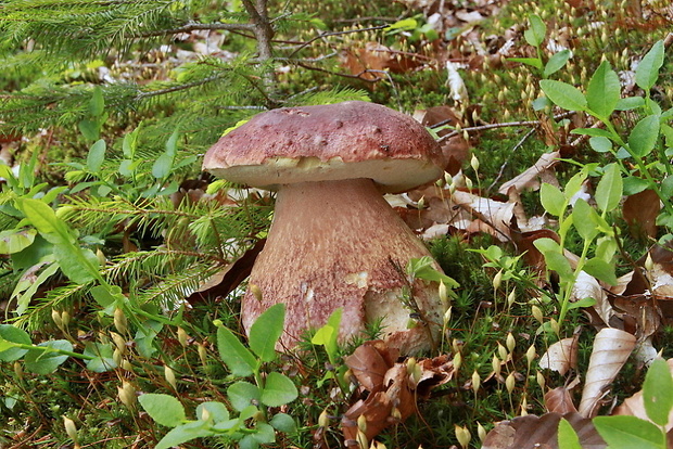 hríb sosnový Boletus pinophilus Pil. et Dermek in Pil.