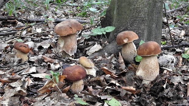 hríb dubový Boletus reticulatus Schaeff.