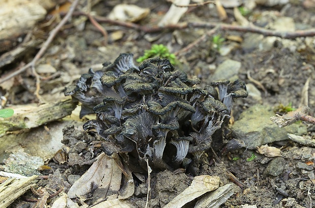 kuriatko sivé Cantharellus cinereus (Pers.) Fr.