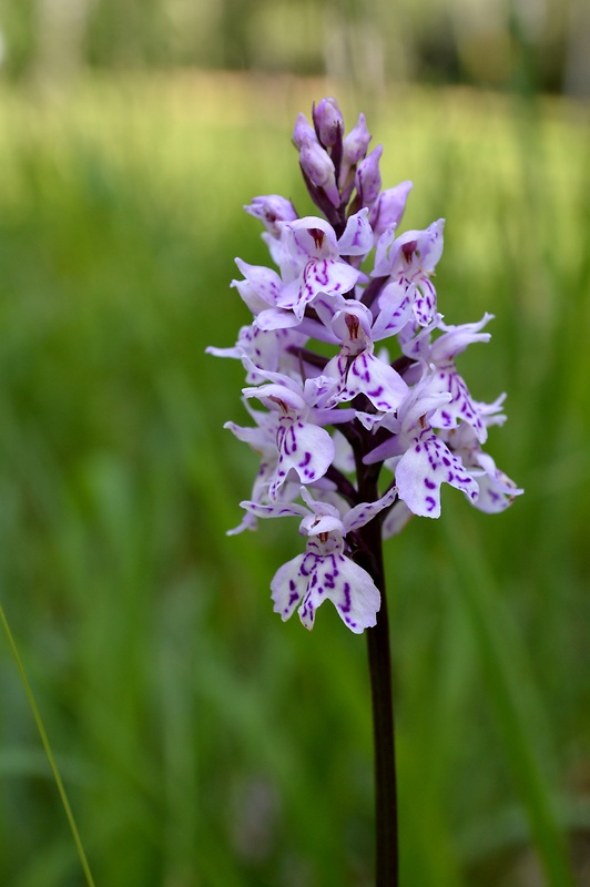 vstavačovec fuchsov pravý Dactylorhiza fuchsii subsp. fuchsii (Druce) Soó