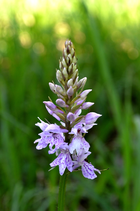 vstavačovec fuchsov pravý Dactylorhiza fuchsii subsp. fuchsii (Druce) Soó