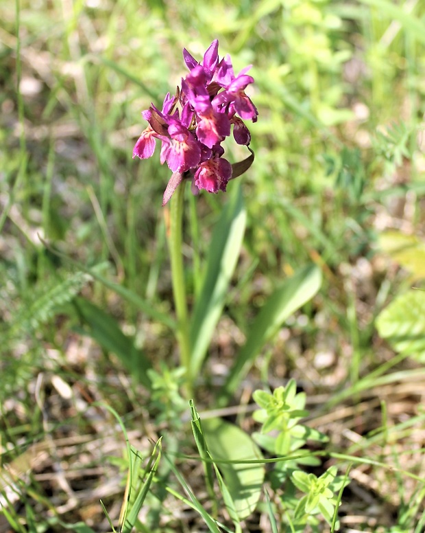 vstavačovec bazový Dactylorhiza sambucina (L.) Soó