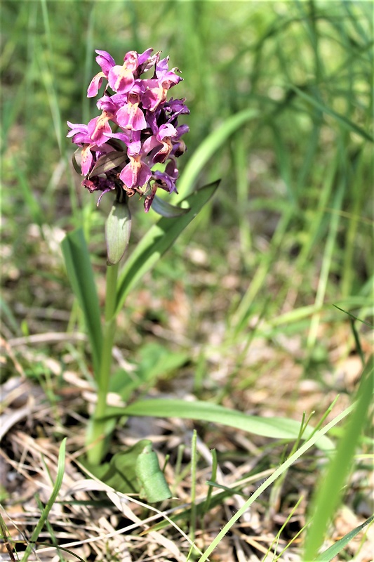 vstavačovec bazový Dactylorhiza sambucina (L.) Soó