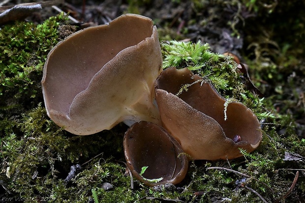 chriapač kalíškovitý Helvella acetabulum (L.) Quél.