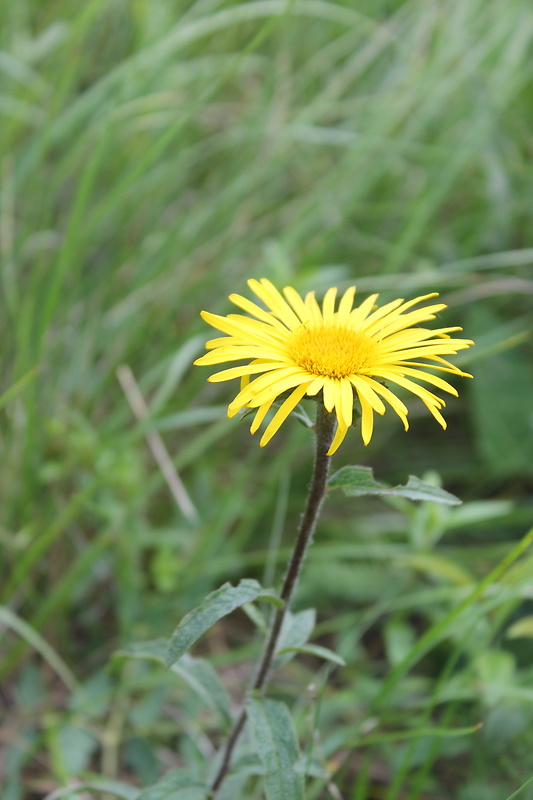 oman ssp. Inula ssp.