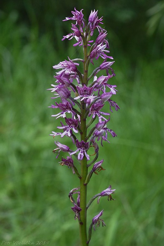 vstavač Orchis × hybrida (Lindl.) Boenn. ex Rchb.