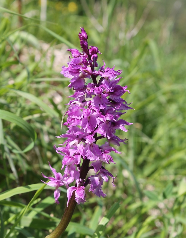 vstavač mužský Orchis mascula (L.) L.