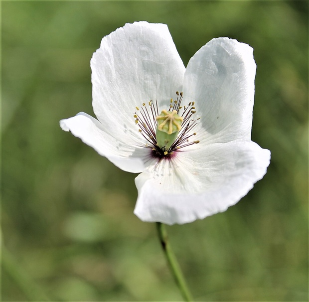 mak pochybný bielokvetý Papaver dubium subsp. austromoravicum (Kubát) Hörandl