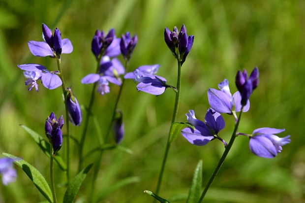 horčinka horká Polygala amara L.