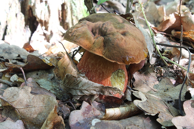 hríb zrnitohlúbikový Sutorius luridiformis (Rostk.) G. Wu & Zhu L. Yang