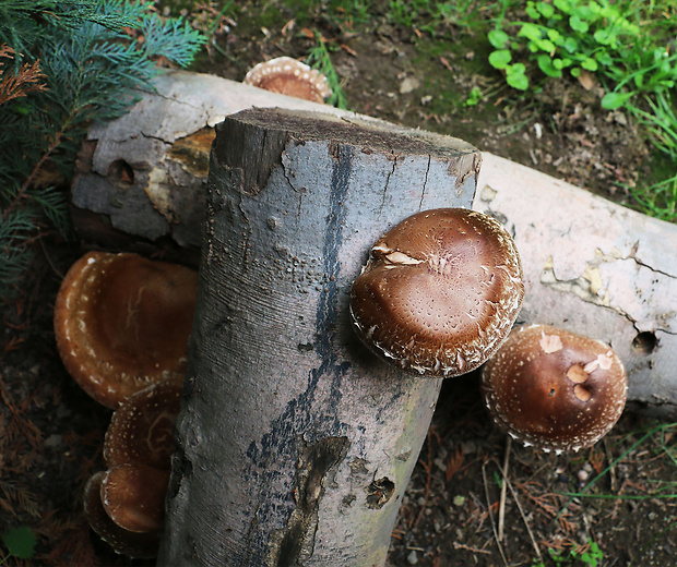 húževnatec jedlý Lentinula edodes (Berk.) Pegler