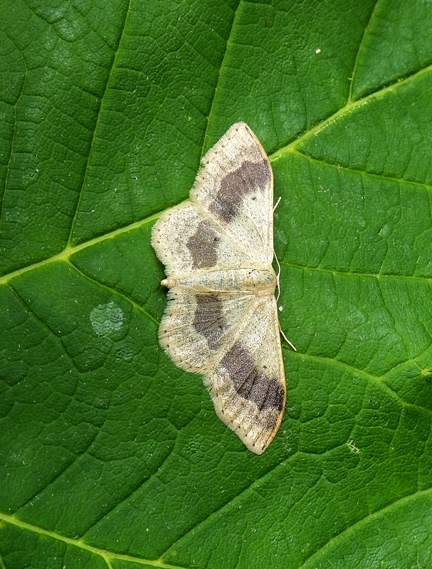 piadica kručinková Idaea aversata