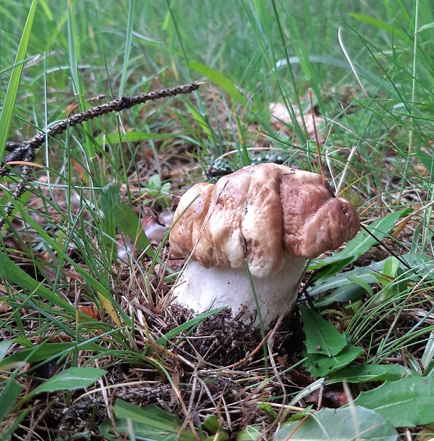 hríb smrekový Boletus edulis Bull.