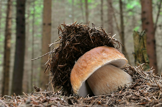 hríb smrekový Boletus edulis Bull.