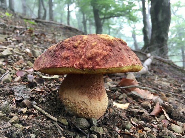 hríb sosnový Boletus pinophilus Pil. et Dermek in Pil.