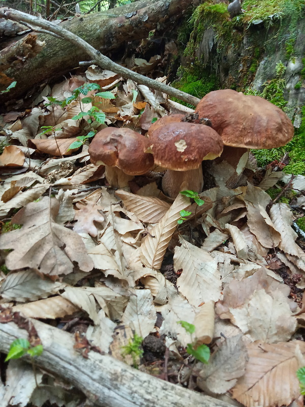 hríb dubový Boletus reticulatus Schaeff.