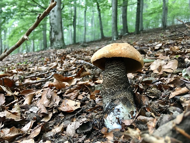 kozák žltooranžový Leccinum versipelle (Fr. & Hök) Snell