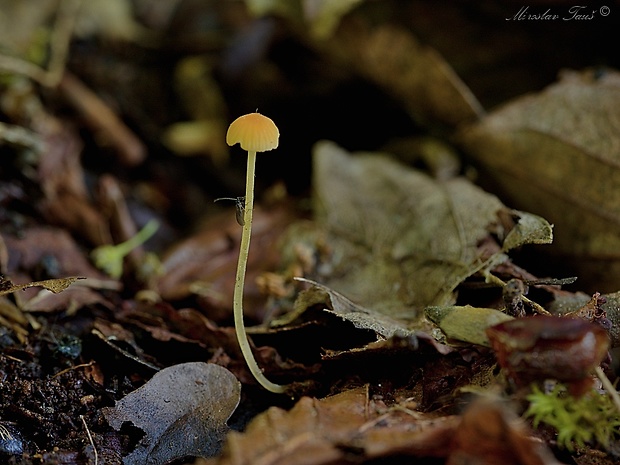 prilbička ihličková Mycena acicula (Schaeff.) P. Kumm.