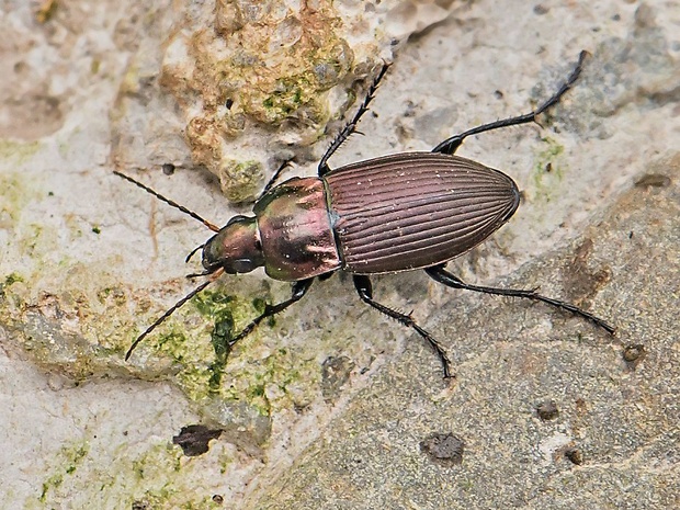 utekáčik Poecilus versicolor