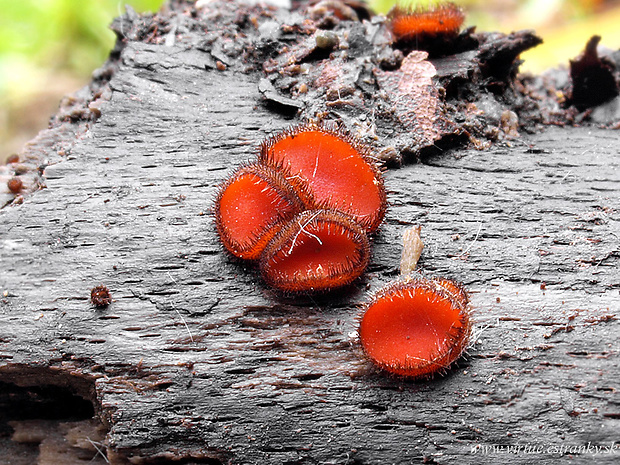 štítovnička Scutellinia sp.