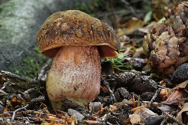 hríb zrnitohlúbikový Sutorius luridiformis (Rostk.) G. Wu & Zhu L. Yang